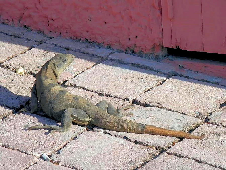 Nature Mixed Media - Iguana On The Street by Patricia Griffin