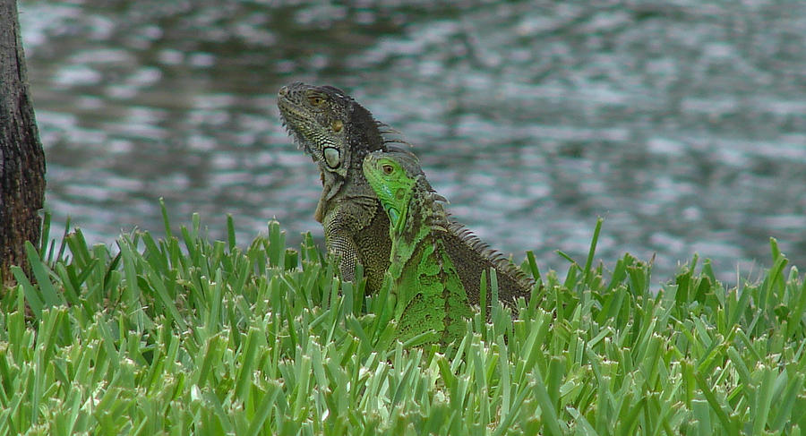 Iguana Pair Photograph by Carl Moore