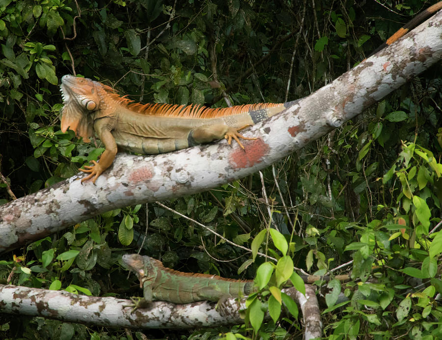 Iguana Pair Photograph by Jessica Levant