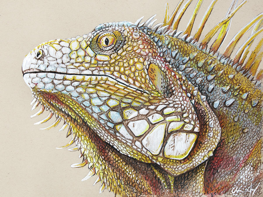 Iguana Portrait Drawing by Aaron Spong