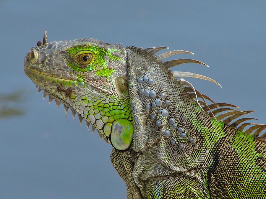 Iguana Portrait Photograph by Carl Moore