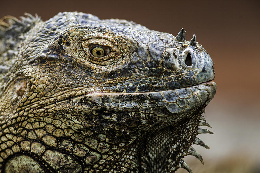 Iguana portrait Photograph by Marie Elise Mathieu - Fine Art America