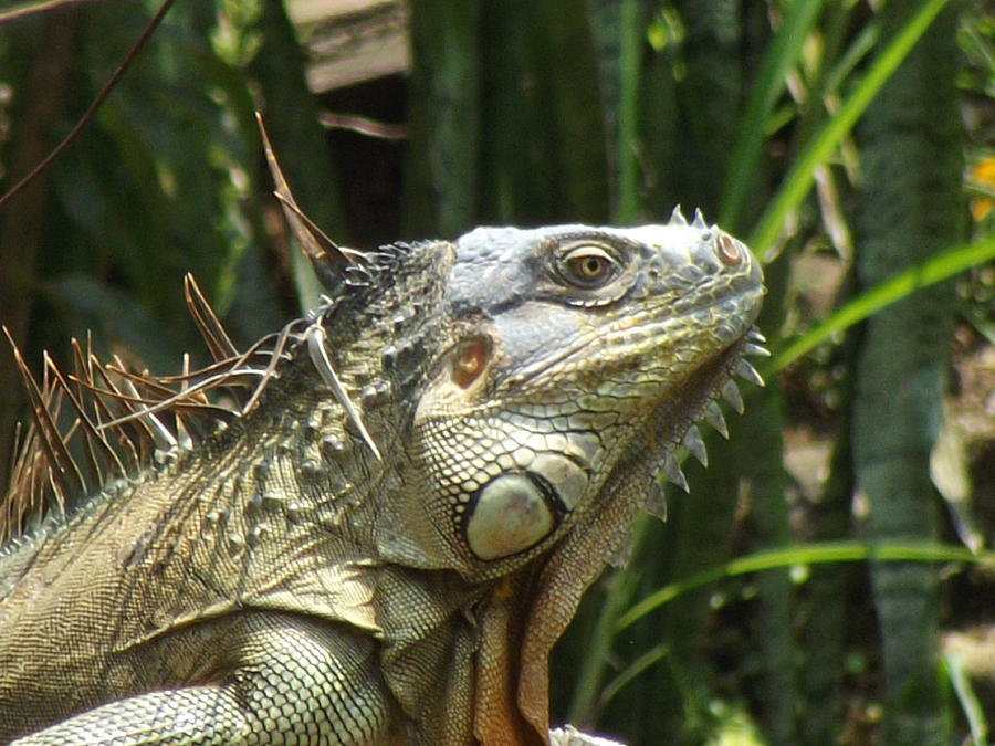 Iguana Profile Photograph by William Patterson - Fine Art America