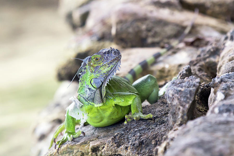 Iguana Pushup Photograph by Christina Carlson - Fine Art America