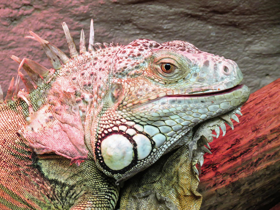 Reptile Photograph - Iguana by Redjule Photography