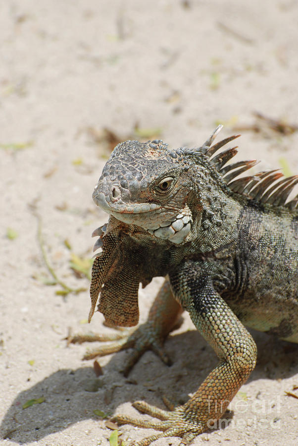 Iguana Sitting on a Sandy Beach in Aruba Photograph by DejaVu Designs ...