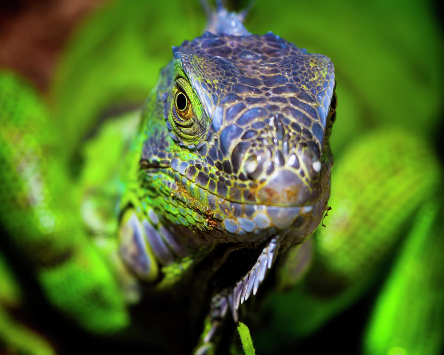 Iguana Stare Photograph by Mark Andrew Thomas