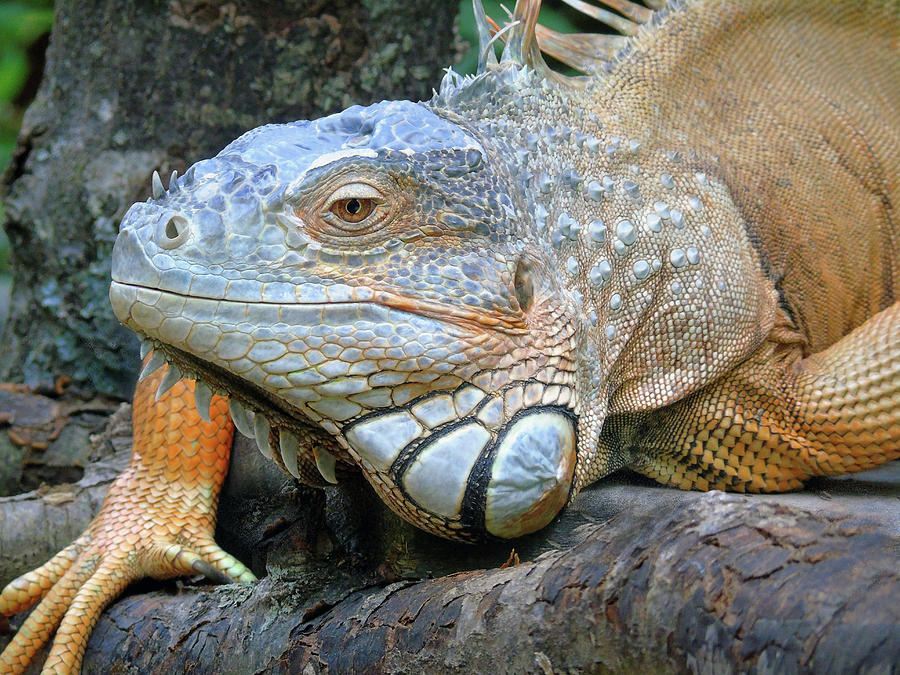 Iguana Photograph by Susan Lafleur