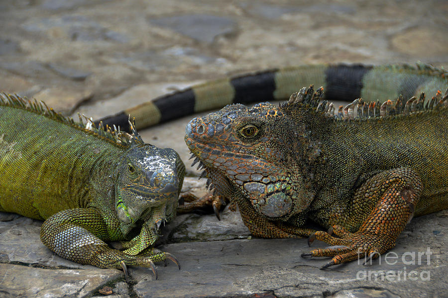 Iguana Tell You Something Photograph by Catherine Sherman