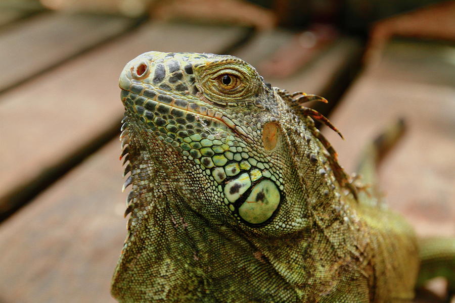 Iguana - The Look Photograph by Tammy Hankins