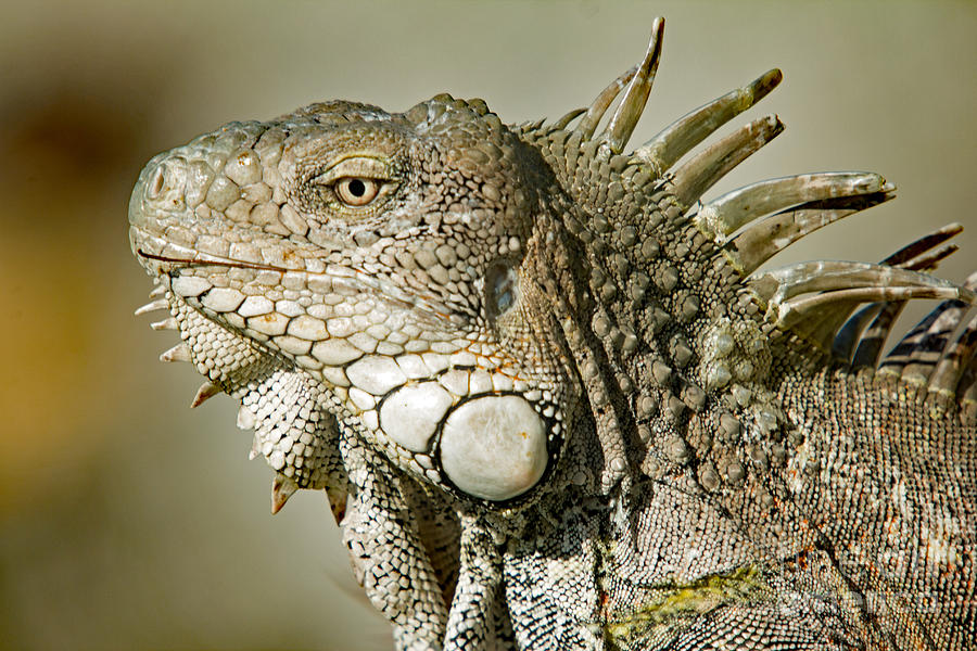 Iguana Verde Photograph by Bob Hislop