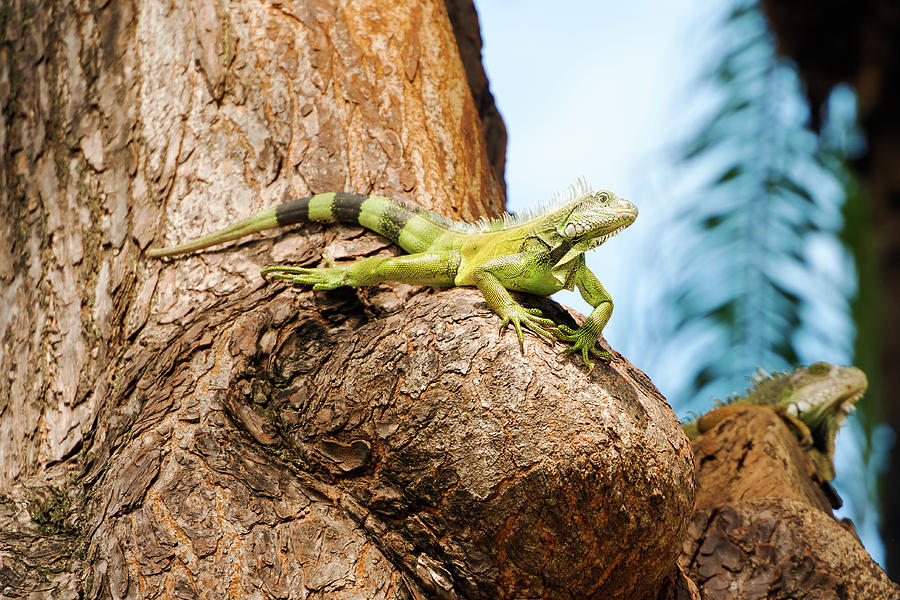 Iguanas at the Iguana park in downtown of Guayaquil, Ecuador. Photograph by Marek Poplawski