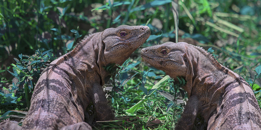 Iguanas Photograph