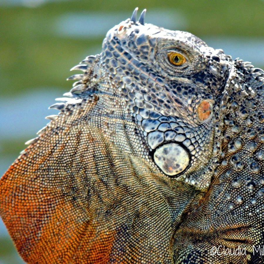 Iguanas Make The Best Photo Subjects Photograph by Claudia Miller ...