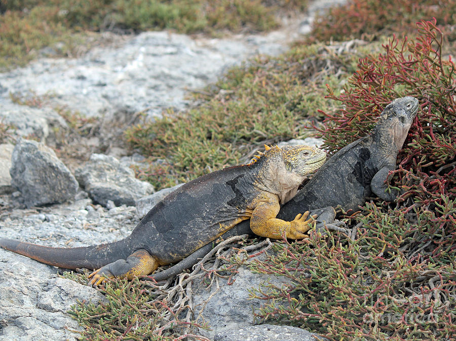 Iguanas resting Photograph by Maxine Kamin