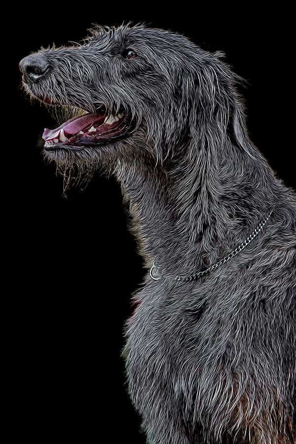 Ikal Irish Wolfhound Photograph by Agustin Uzarraga - Fine Art America