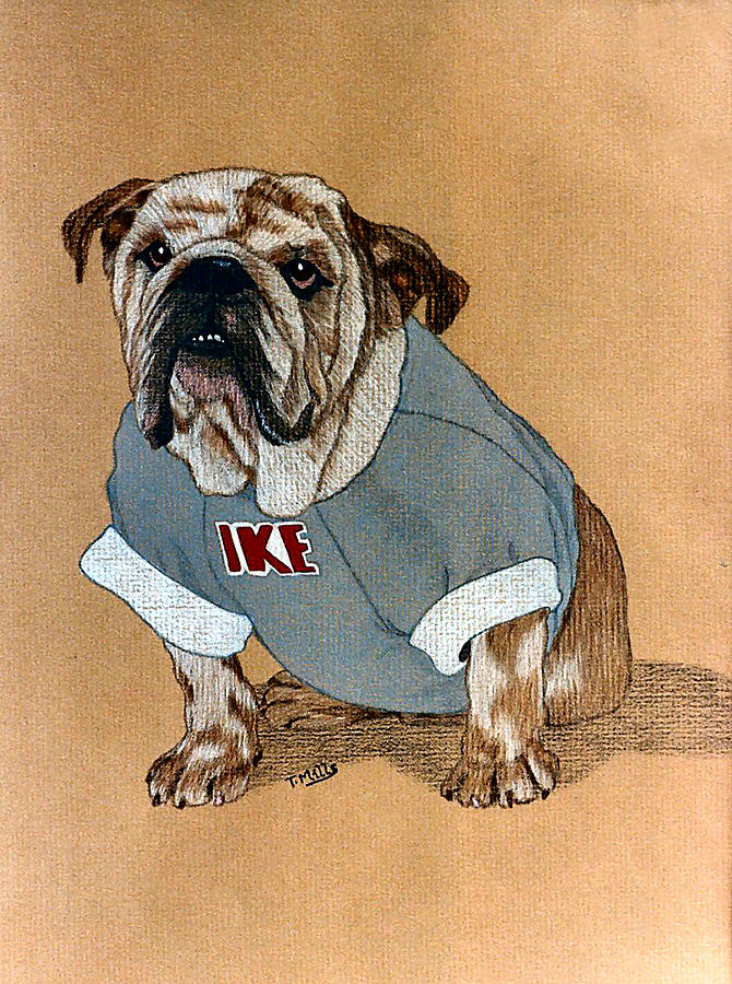 Ike the Bulldog Drawing by Terri Mills