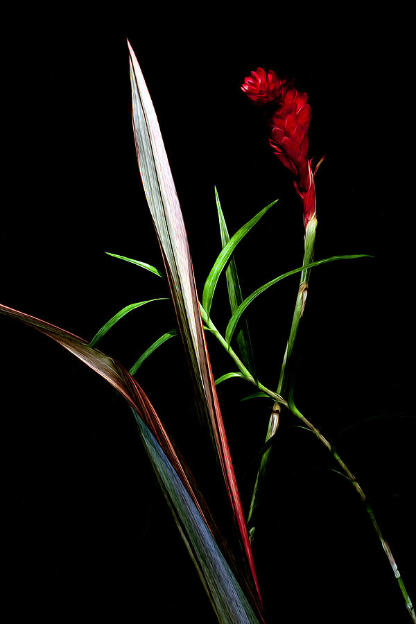 Ikebana Photograph by Edward Kreis