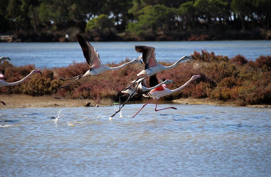 Flamingo Photograph - Il Volo Dei Fenicotteri, Sulcis by Martina Uras Flamingo Photograph - Il Volo Dei Fenicotteri, Sulcis by Martina Uras