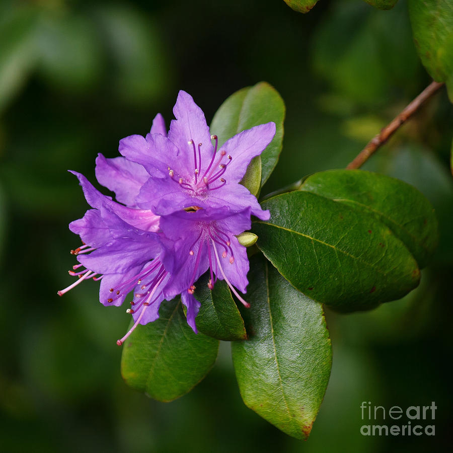 Flower Photograph - Ilam Violet by Chris Anderson