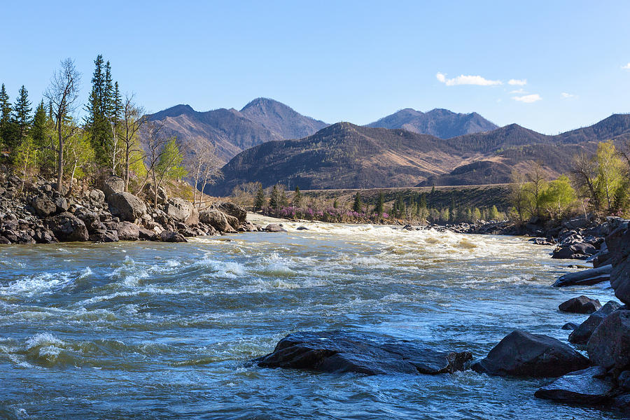 Ilgumensky Rapids of River Katun. Altay Mountains Photograph by Victor Kovchin