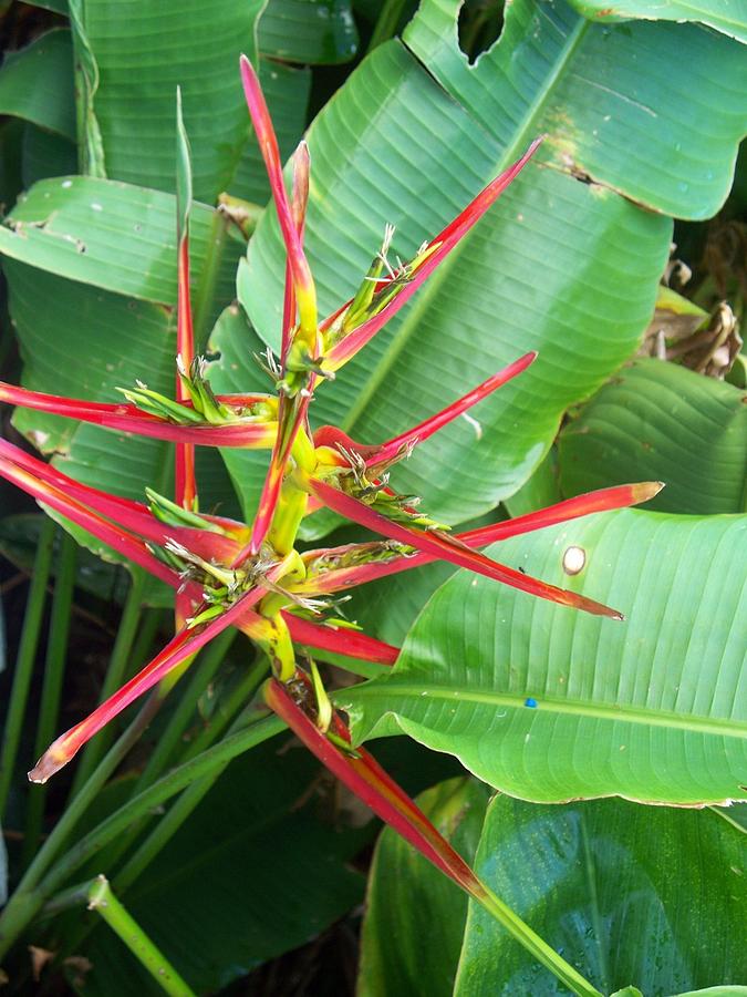 Iliohu Flowers Photograph by Grant Wiscour - Fine Art America