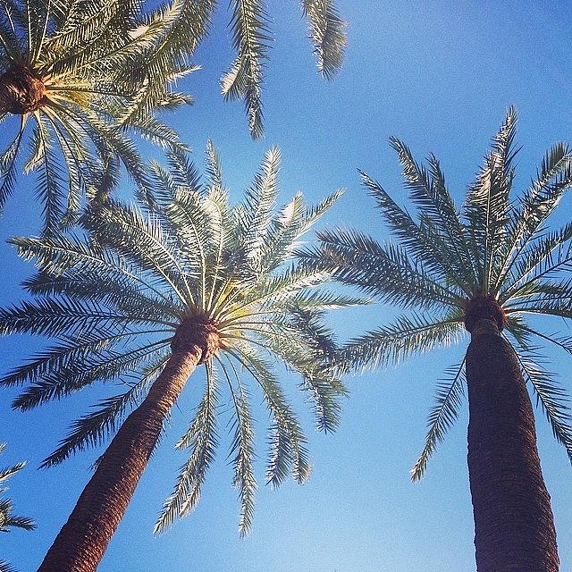Arizona Photograph - Ill Miss You Palm Trees 🌴💔 by Colleen Corbett