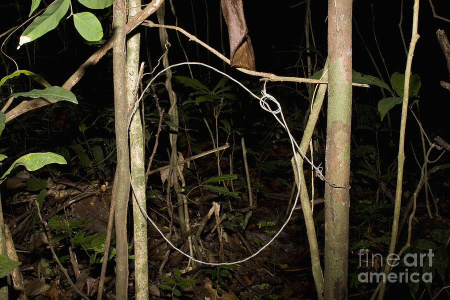 Illegal Bushmeat Snare Photograph by Andrew Routh