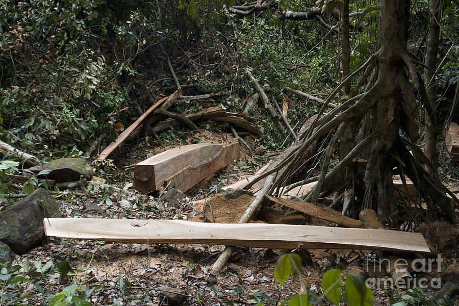 Illegal Logging Photograph by Andrew Routh - Fine Art America