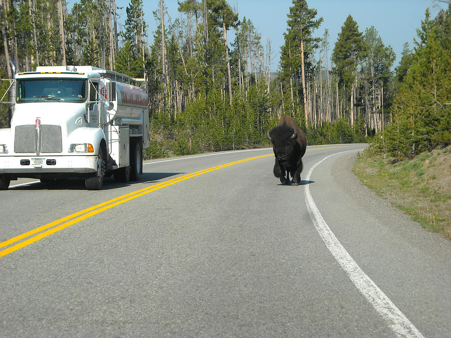 Illegal Passing Mister Bison Photograph by George Jones