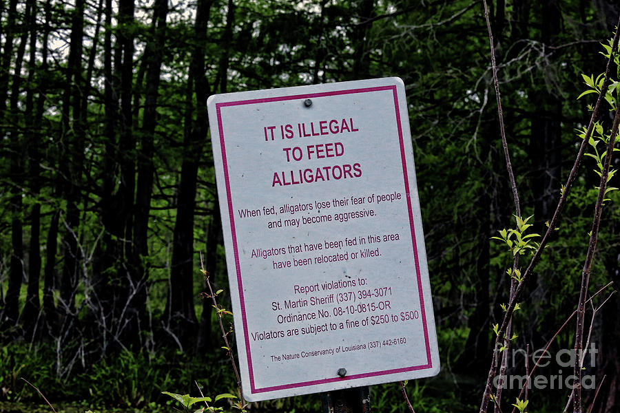 ILLEGAL to Feed Alligators Sign Lake Martin Photograph by Chuck Kuhn