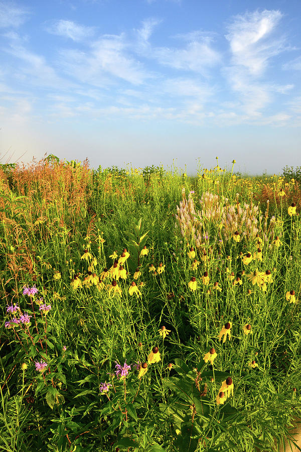 Illinois Native Prairie - McHenry County Photograph by Ray Mathis