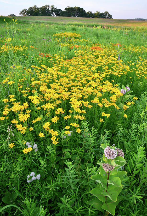 Illinois Prairie Wildflowers Photograph by Ray Mathis