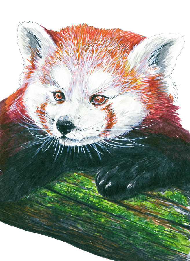 Animal Painting - Illlustration Of Red Panda On Branch Drawn With Faber Castell Pi by Katerina Kirilova Animal Painting - Illlustration Of Red Panda On Branch Drawn With Faber Castell Pi by Katerina Kirilova