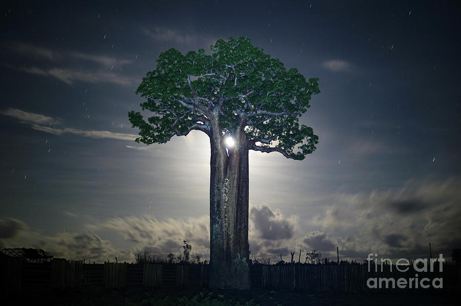 Illuminated Baobab Photograph by Brian Kamprath