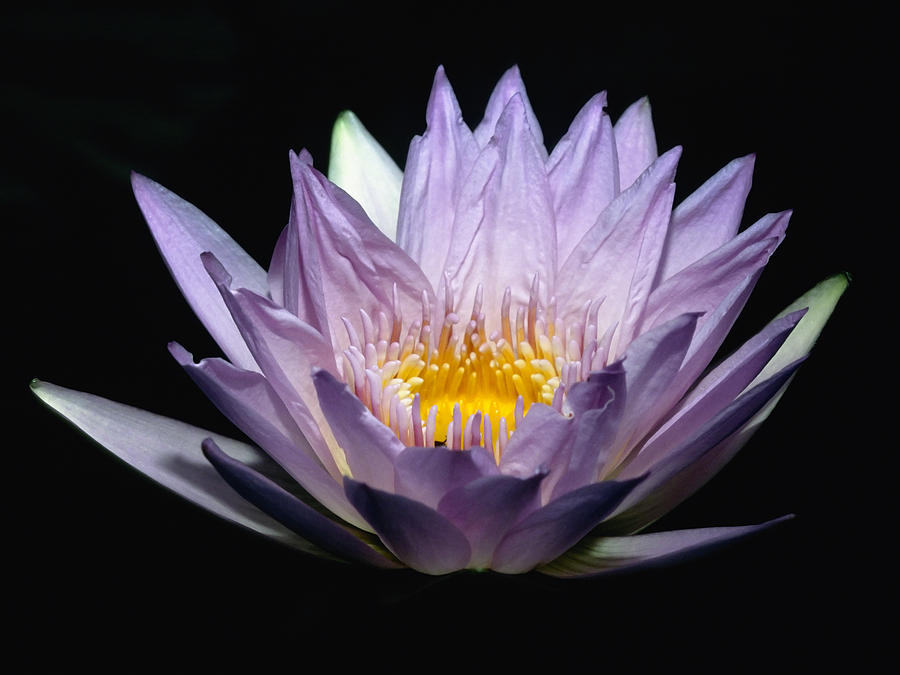 Flowers Still Life Photograph - Illuminated Blue Water Lily  by George Oze