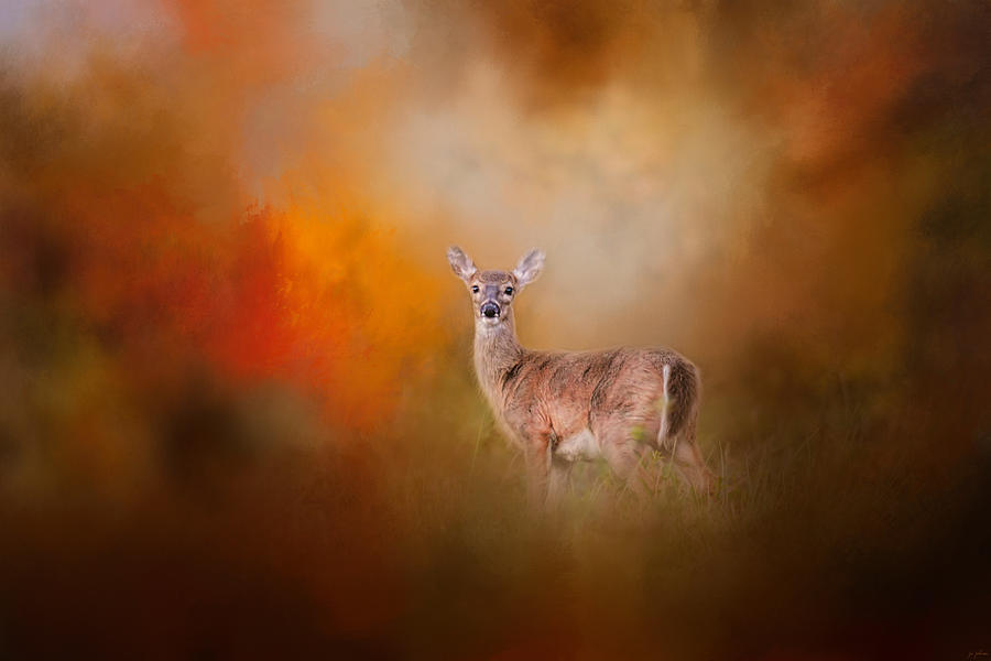 Animal Photograph - Illuminated By The Autumn Light by Jai Johnson