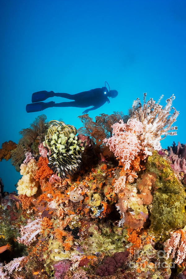 Illuminated colorful reef and diver Photograph by Dave Fleetham - Printscapes