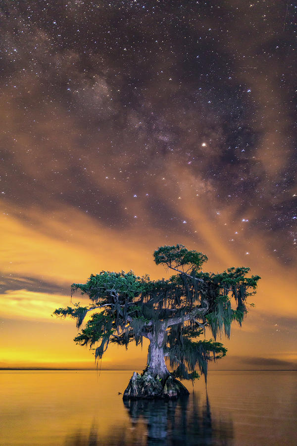 Illuminated Cypress Photograph by Stefan Mazzola