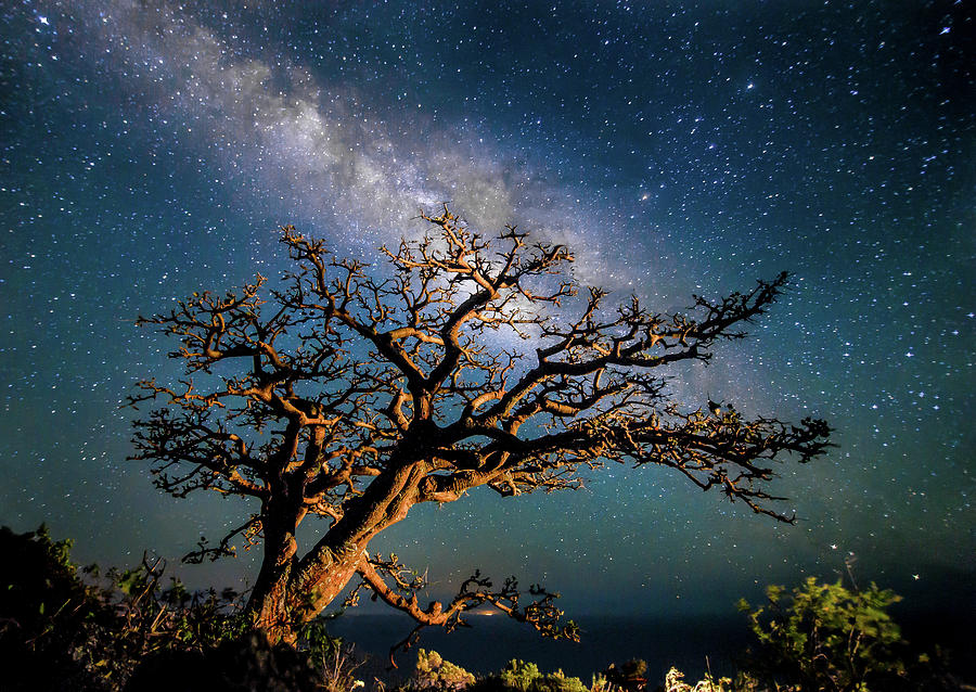 Tree Photograph - Illuminated by Drew Sulock