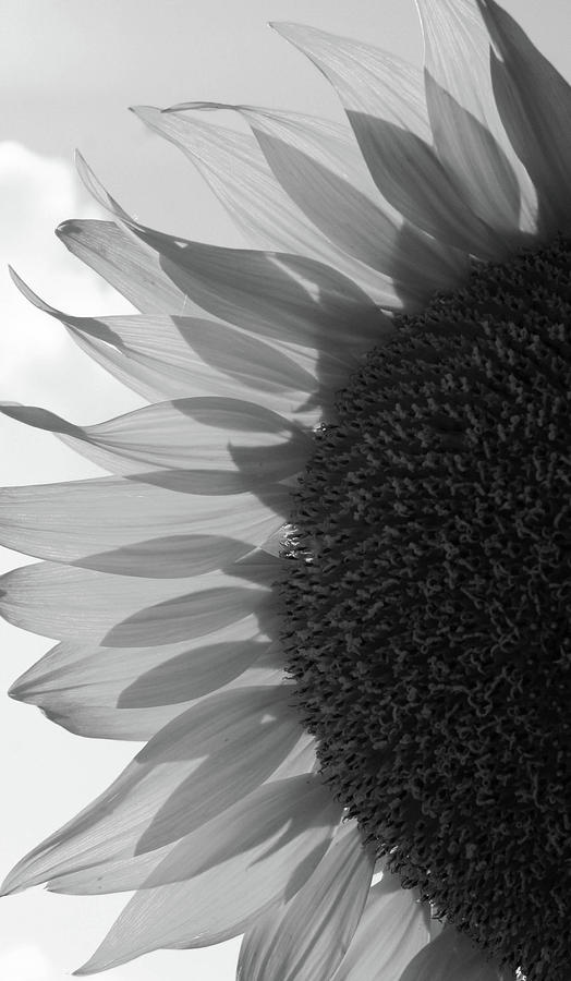 Illuminated Half Sunflower Grayscale Photograph by Mary Anne Delgado