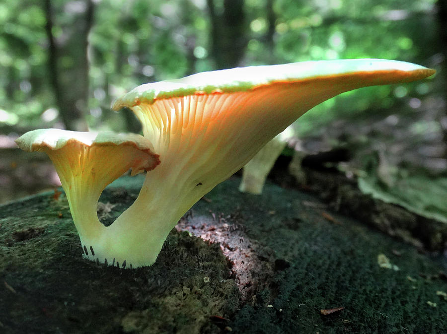 Illuminated Mushroom on a Log Photograph by David T Wilkinson