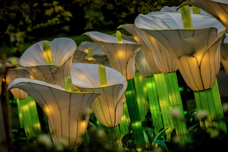 Illuminated Orchids Photograph by Glenn Woodell