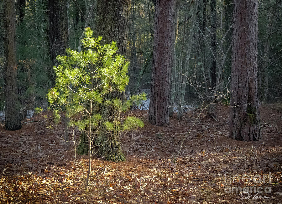 Illuminated pine Photograph by Pat Lucas