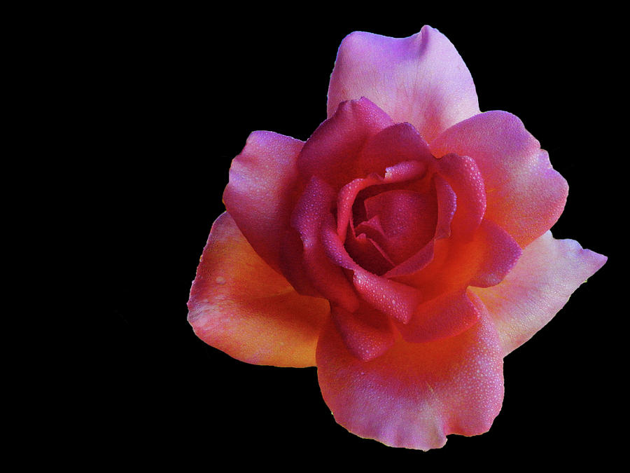 Illuminated Rose Photograph by Mark Blauhoefer