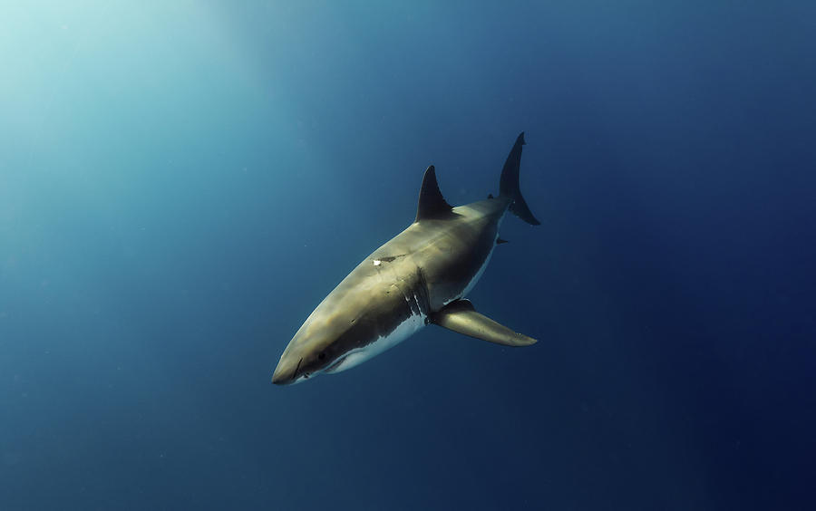 Great White Shark Photograph - Illuminated by Shane Linke