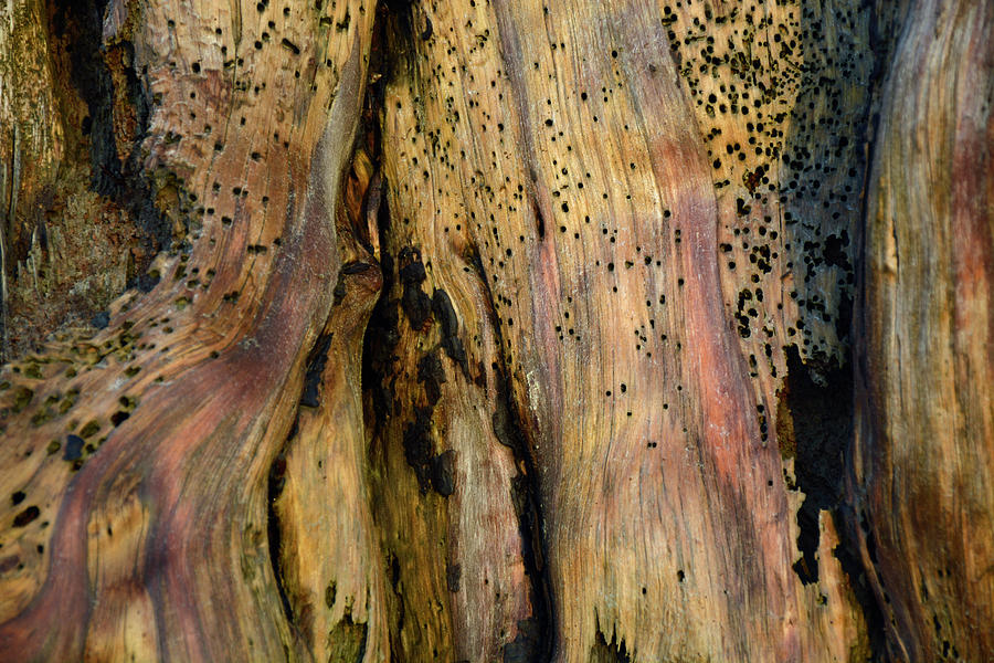 Illuminated Stump 02 Photograph by Bruce Gourley