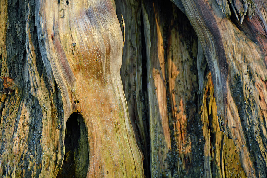 Illuminated Stump 03 Photograph by Bruce Gourley