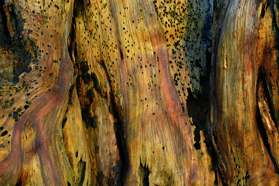 Illuminated Stump Photograph by Bruce Gourley