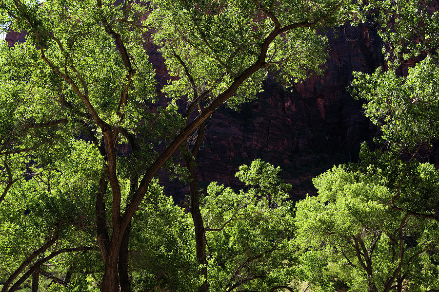 Illuminated Trees of Zion Photograph by Bob Cuthbert Fine Art America